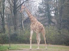 Giraffe_2.jpg